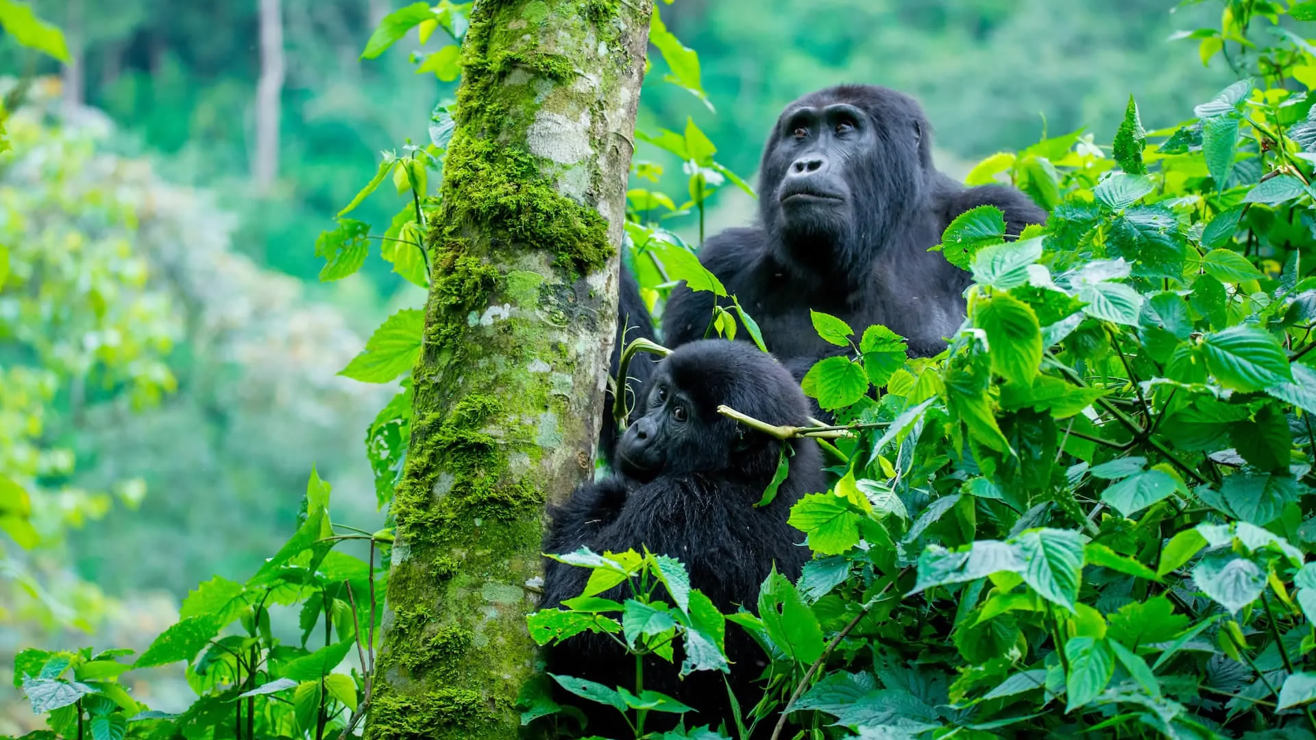 Bwindi Impenetrable Forest